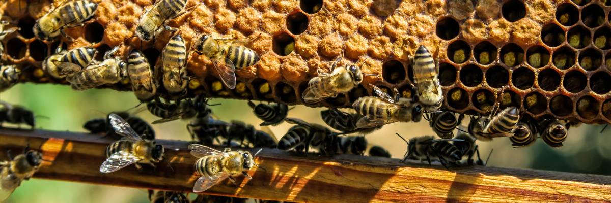 bee hive